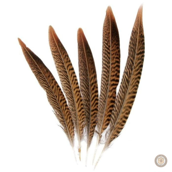 Plumes colorées pour embellir chapeaux western
