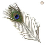 Éléments en plumes pour personnaliser chapeaux