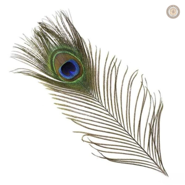 Éléments en plumes pour personnaliser chapeaux